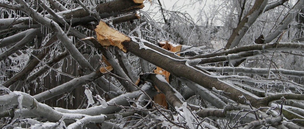 Downed Tree From Winter Storm