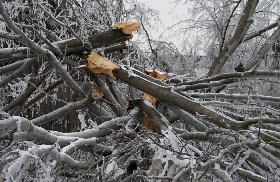 Downed Tree From Winter Storm
